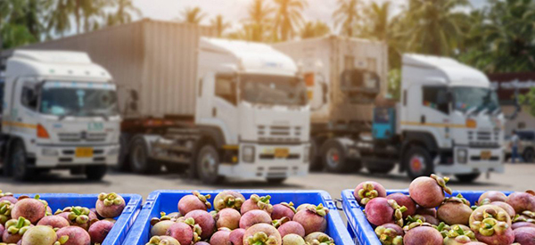 Chi tiết quy trình sử dụng container lạnh vận chuyển hoa quả đúng cách